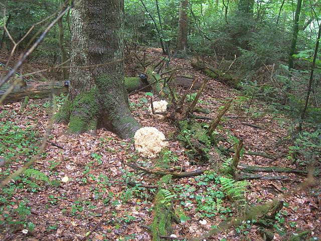 Le colline prodigiose della valle del Leimental